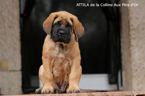 f500 ATTILA MASTIFF 0770