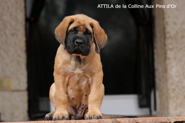 f600 ATTILA MASTIFF 0770