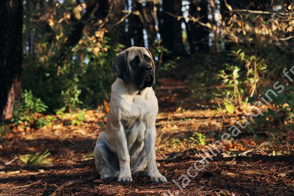 f600 MASTIFF CHIOT ATHOS 0477