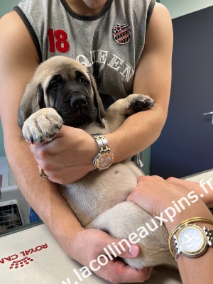 f300 ATHOS CHIOT MASTIFF 2MOIS 6273