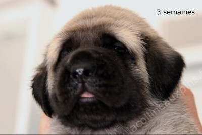 f400 chiot mastiff elevage 0858
