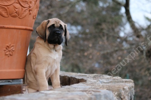 f500 chiot-mastiff elevage-mastiff-colline